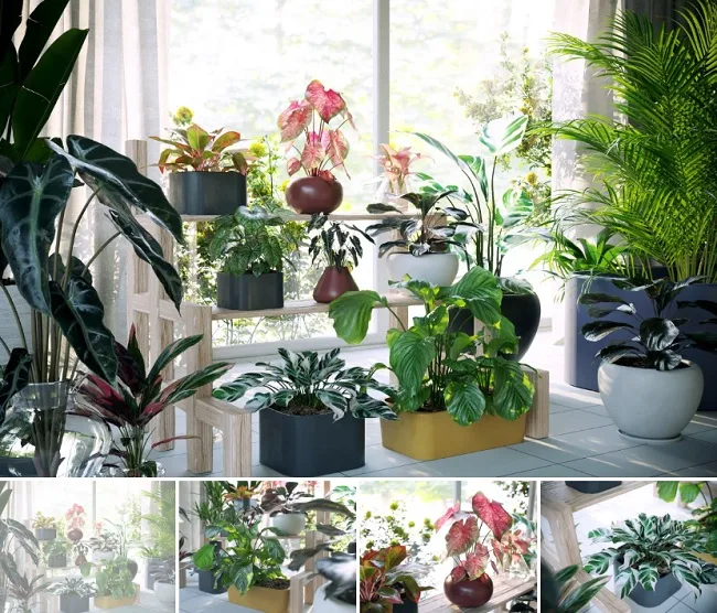 Maxtree – Plants Models Vol.62 Maxtree – Plants Models Vol.62
